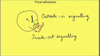 Cell matrix interactions Inside out signalling Outside in signalling Physiology  Cell biology [upl. by Rexfourd]