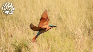 Carmine beeeaters return to their nesting burrows [upl. by Vasti]