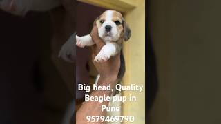 Beagle puppies for sale in Mumbai and pune 9579469790 beagle puppy sale puppyshop [upl. by Casi]