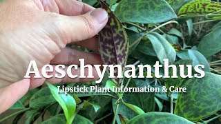 Aeschynanthus Lipstick Plant Information amp Care [upl. by Notsew]