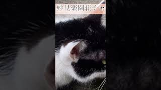 温泉宿 看板猫 猫パンチ [upl. by Okiek]