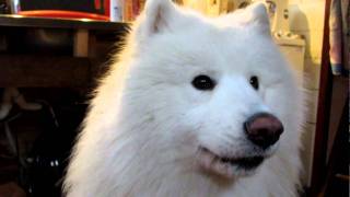 samoyed howling [upl. by Brocky]