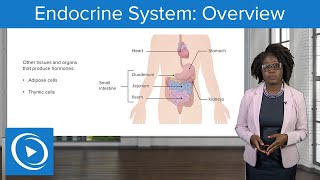 Endocrine System Overview – Physiology  Lecturio Nursing [upl. by Niatsirt470]