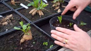 How to take dahlia cuttings [upl. by Cornwall]