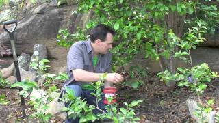 How to renovate a Camellia the simple steps [upl. by Washington]