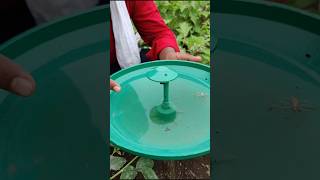 Pheromones water trap for insects control shorts pheromone farming brinjal insectfeed [upl. by Yddeg618]