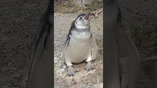 Chick Magellanic Penguin Sound  Spheniscus magellanicus Sounds [upl. by Stephens]