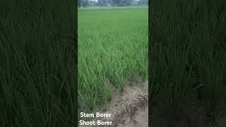 Stem Borer।Shoot Borer। तना छेदक।carbofuran3gधानकीखेती shortsvideo shorts paddy [upl. by Sollie343]