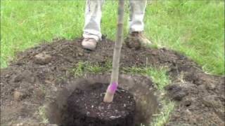 How to plant a potted tree [upl. by Nerak]