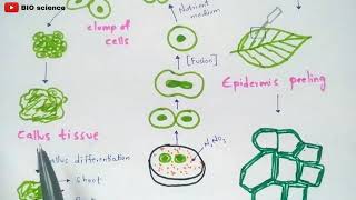 Protoplast culture method  Made easy  Bio science [upl. by Akinirt]