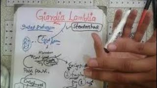 giardialamblia 🛑 1 giardia lamblia life cycle giardia lamblia parasitology [upl. by Nivrae760]