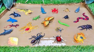 Muddy Sea Animals amp Insects For Toddlers 🦗🐜🌿 Learn Insects Names in English [upl. by Sulamith]