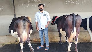 top quality 5 cows hf hand milking cow 9398866336 ఈ రోజు ఆవు థరలు [upl. by Rillings924]