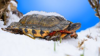 Garden State Tortoise Rescue Turtles amp Tortoises Stuck in the Cold [upl. by Fabrianne]