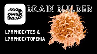 Lymphocytes and Lymphocytopenia  Lymphatic System [upl. by Stromberg932]