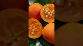 Calamondin fruit bienêtre santénaturelle motivation viral [upl. by Asiak]