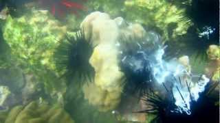 Sea Urchin Spawning [upl. by Aenal]