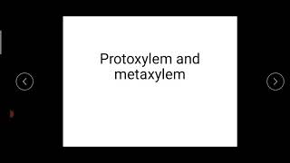 Protoxylem and metaxylem [upl. by Heber]