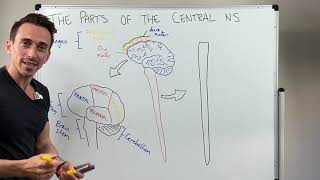 Overview of the Central Nervous System CNS [upl. by Alfons914]