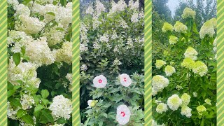 Panicle Hydrangeas in Bloom Limelight  Strawberry Vanilla  Pinky Winky [upl. by Breech]