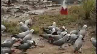 African Grey Parrots in the Wild [upl. by Oswald730]