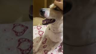 Mummy ki haath ka chumpy dog dogvideos doglover dogshorts doglife doglove happydog [upl. by Isnyl815]