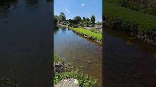 Fish  Tissington village pond [upl. by Theodosia396]