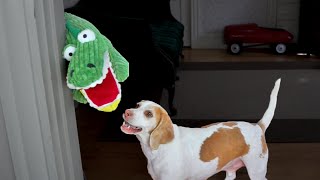 Dog vs Annoying Alligator Puppet Cute Dog Maymo [upl. by Athiste276]