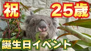 【コアラ】みどりの25歳誕生日イベント【イングランドの丘】 [upl. by Lydell]