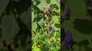 Aconitum in September allotment toxic wolfsbane [upl. by Calendre746]