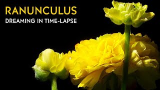 Yellow Ranunculus  Buttercups Blooming  Daily Timelapse Clip [upl. by Ramin]