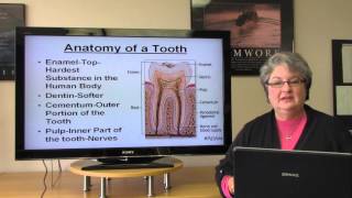 Basic Dental Terminology [upl. by Seedman979]