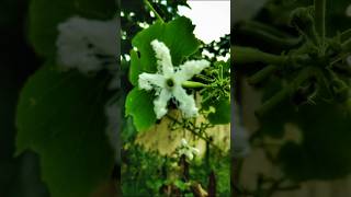 Trichosanthes Kirilowii Plant Photography shorts photography tricks trend plants [upl. by Aisile]