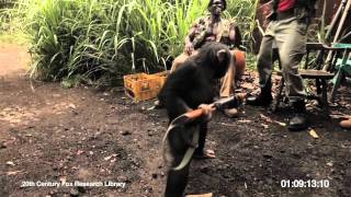 RISE OF THE PLANET OF THE APES  Viral Video Ape With AK47 [upl. by Ralat]