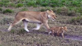 4 Lion Cubs going to eat with Mom in the plain [upl. by Aseiram749]