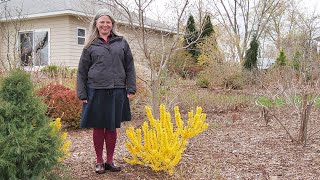 Which Forsythia is Right For You [upl. by Aronow]