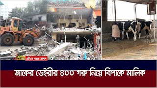 জাকের ডেইরীর ৪০০ গরু নিয়ে বিপাকে মালিক। Zaker Dairy Farm  ATN Bangla News [upl. by Etireugram]