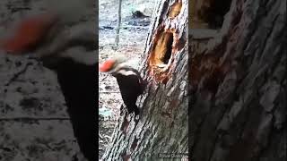 Woodcutter birds woodpacker woodpacker woodpecker video viral birds birdsofprey wow amazing [upl. by Tamis]