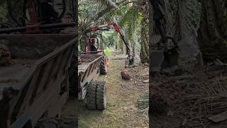 Its a rare scene The process of harvesting palm trees [upl. by Adur]