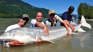 Giant White Sturgeon in Fraser River Canada  FISH MONSTER HUNTING [upl. by Aicirtan]