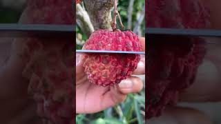 Lichi Ho To Aisi shorts video Lichi New variety yummy [upl. by Reynard]