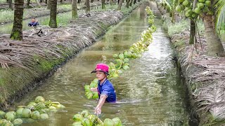 How Thai Farmers Harvest Millions of Tons of Fresh Coconut Every Year [upl. by Naawaj728]