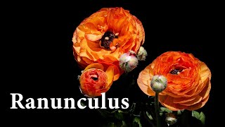 4K 라넌큘러스 꽃 개화 타임랩스 Ranunculus bloom timelapse  꽃키우기  naturelapse  네이처타임랩스 [upl. by Ruzich]