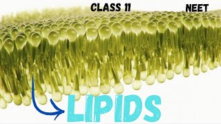 NEET BIOMOLECULES  LIPIDS NCERT CLASS 11 neet ncert youtube youtubeshorts lipids [upl. by Apthorp]