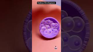 Fertilization to Birth  week 040 embryo youtubeshorts shorts trending viral [upl. by Feld496]