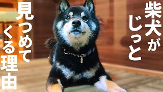 柴犬のこの行動の意味がどうしても分かりませんでした。【黒柴犬】【shiba inu】【豆柴】 [upl. by Milena]