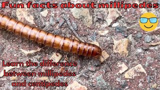 Fun facts about millipedes  See this one up close [upl. by Maxy]