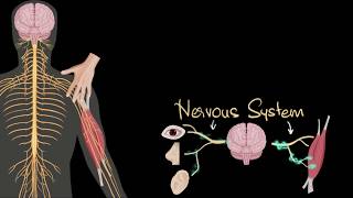 Nervous system central amp peripheral  Control amp Coordination  Biology  Khan Academy [upl. by Lalla]