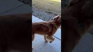 Annoyed dog dogsofyoutube dogs dog [upl. by Patin87]