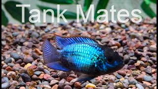 Electric Blue Acara Cichlid Tank mates [upl. by Dnomsed]